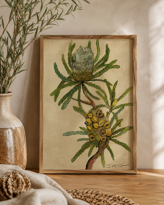 Native Australia - Banksia Fine Art Print