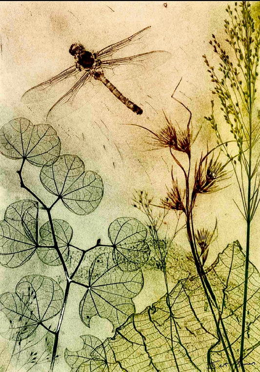 Muted Dragonfly Fine Art Print