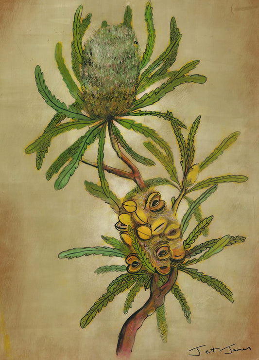 Native Australia - Banksia Fine Art Print