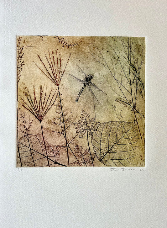 'Amber Dragonfly' Original Etching