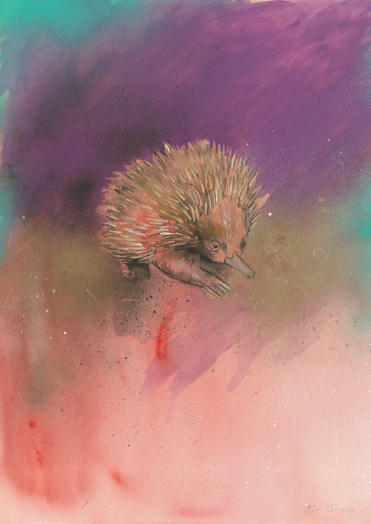 'Echidna' Fine Art Print