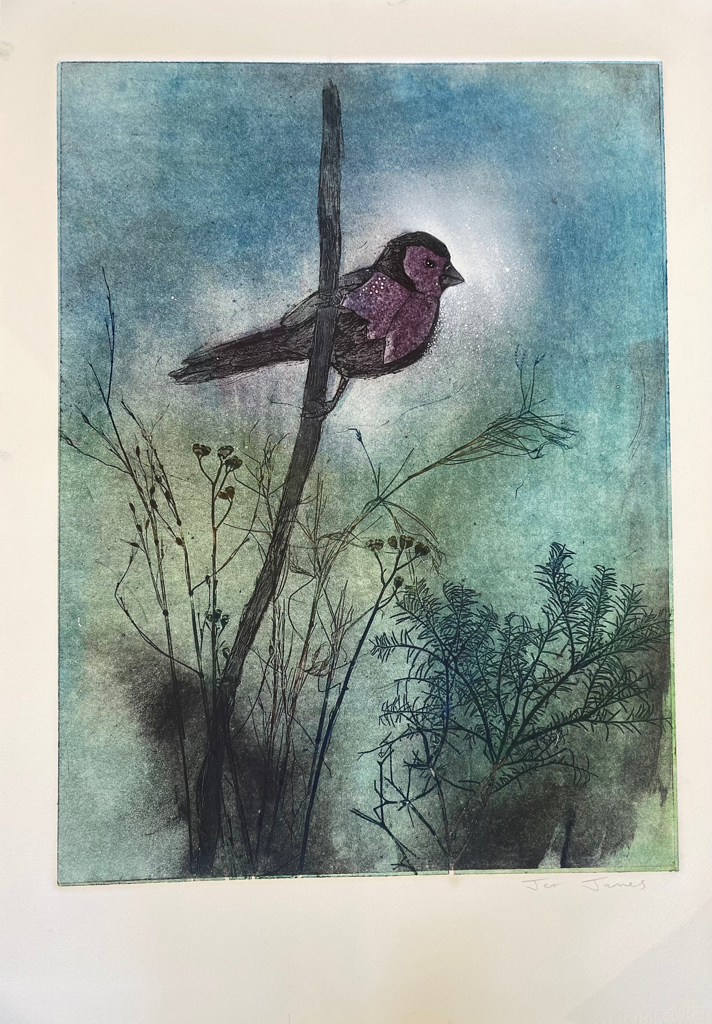 "Finch 1" Original Collagraph Artwork