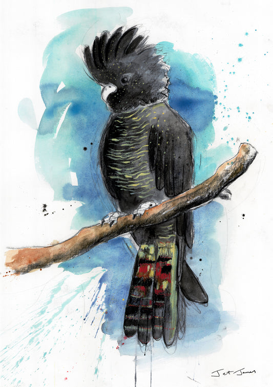 Red Tailed Black Cockatoo Fine Art Print