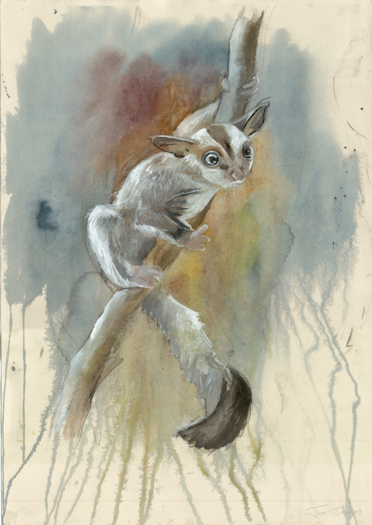 'Sugar Glider' Fine Art Print