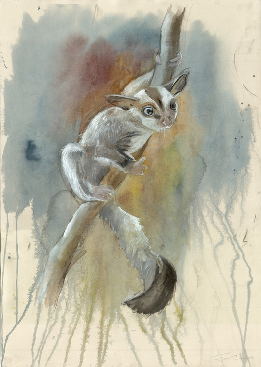 'Sugar Glider' Fine Art Print