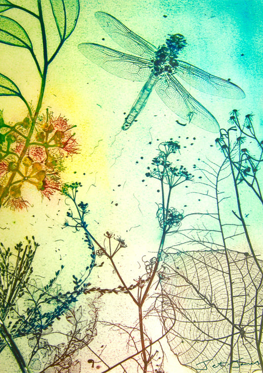 'Tombo' Dragonfly Fine Art Print