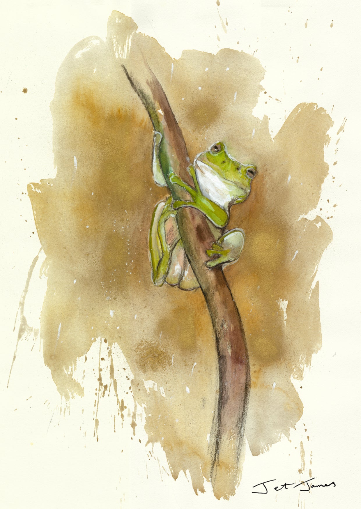 'Green Frog' Fine Art Print