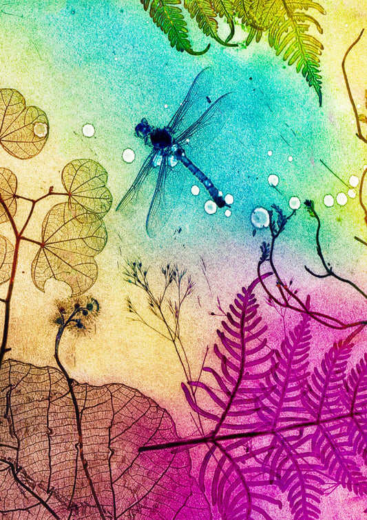 Rainbow Dragonfly Fine Art Print