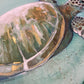 Original Turtle  artwork
