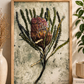 Banksia Art Print