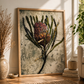 Banksia Art Print