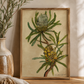 Native Australia - Banksia Fine Art Print