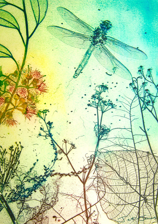 Dragonfly Tombo Fine Art Print