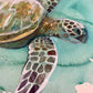 Original Turtle  artwork