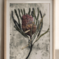 Banksia Art Print