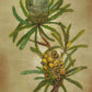 Native Australia - Banksia Fine Art Print