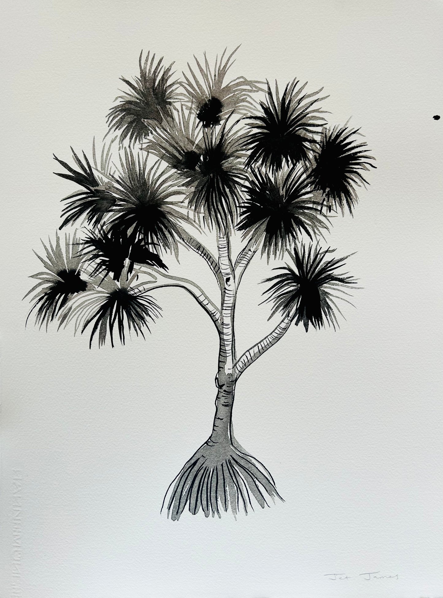 Original Black and White Pandanus Palm