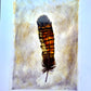 'Black Cockatoo Feather'  Original Artwork