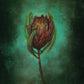 'Protea Flower'  Fine Art Print