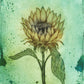 Sunflower 2023 Art Print