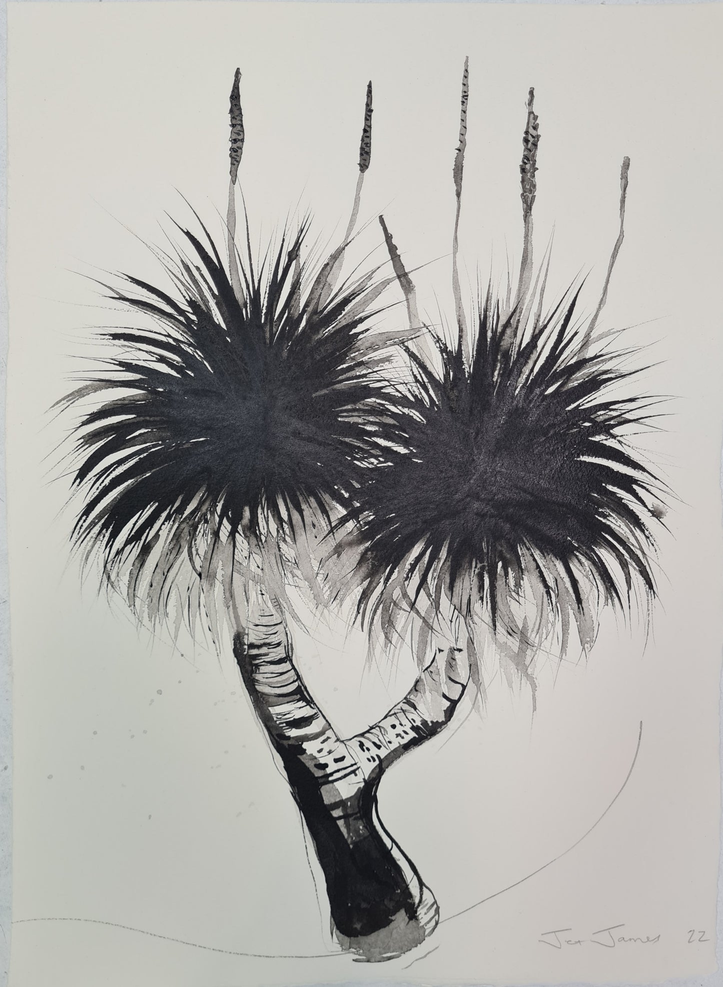 Black and White Palm Drawing #5 'Grass Tree'