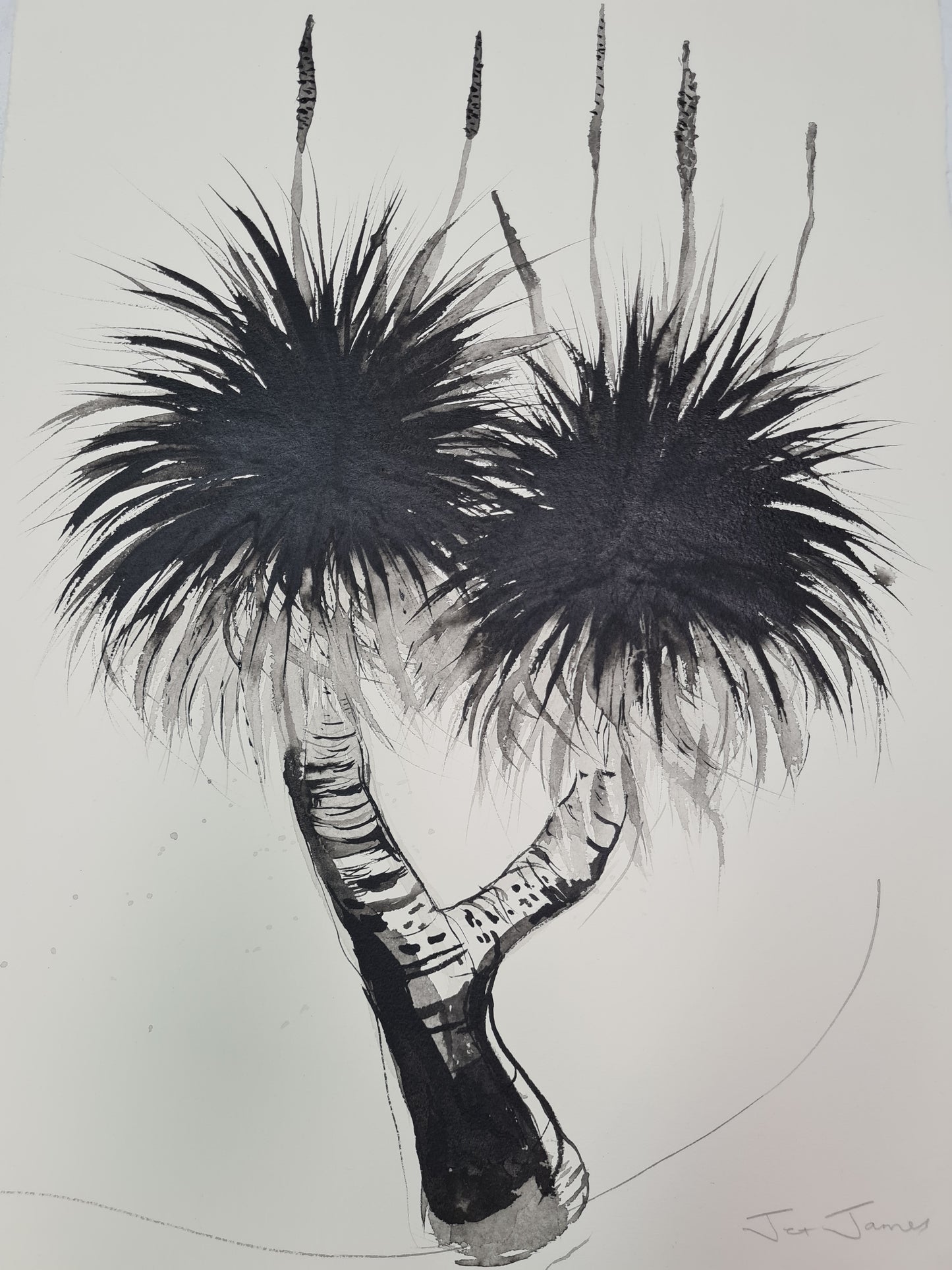 Black and White Palm Drawing #5 'Grass Tree'