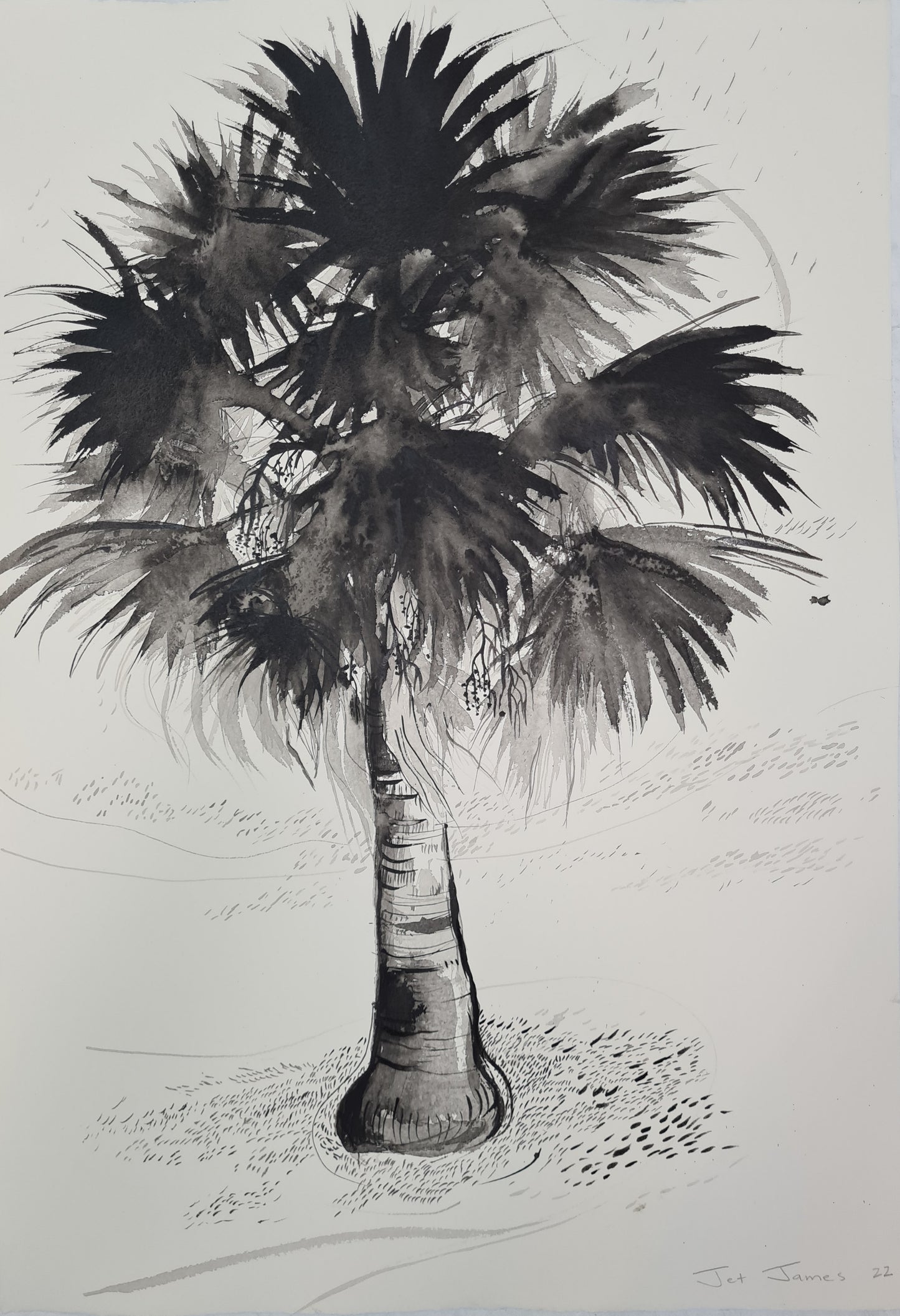 Black and White Palm Drawing #6 'Bismarck Palm'