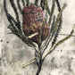 Banksia Art Print