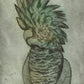 'Black Cockatoo' Fine Art Print