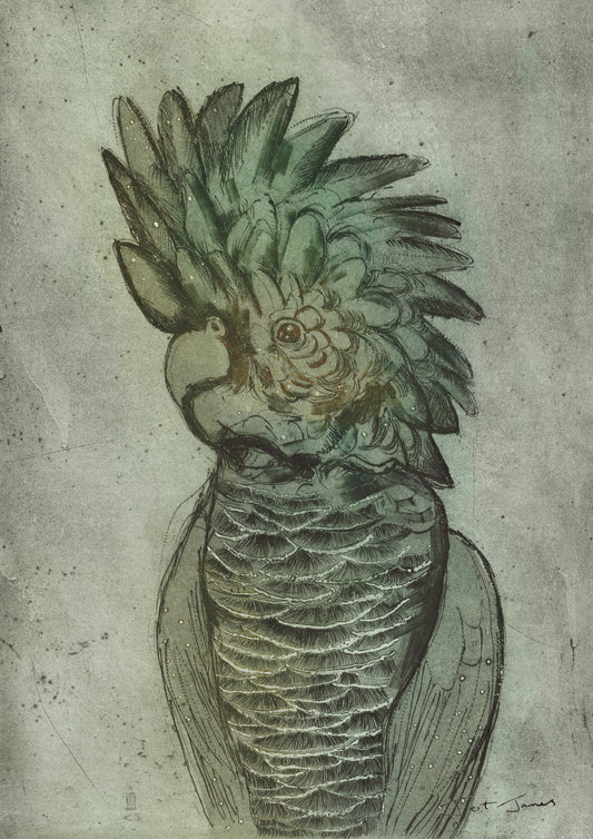'Black Cockatoo' Fine Art Print