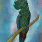 'Black Cockatoo 2023' Fine Art Print