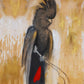 Red-Tailed Black Cockatoo Fine Art Print