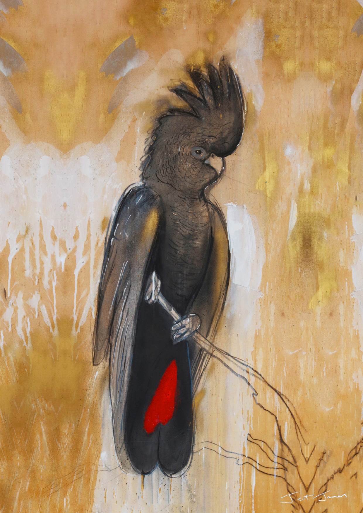 Red-Tailed Black Cockatoo Fine Art Print