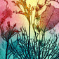 Coral Fine Art Print