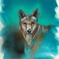 'Dingo' Fine Art Print