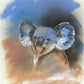 'Koala' Fine Art Print
