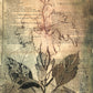 'Poetry Hibiscus' Fine Art Print