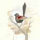 “Red Back, Tail High” Fine Art Print