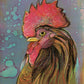 'Roopert The Rooster' Fine Art Print
