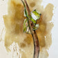 'Green Frog' Fine Art Print