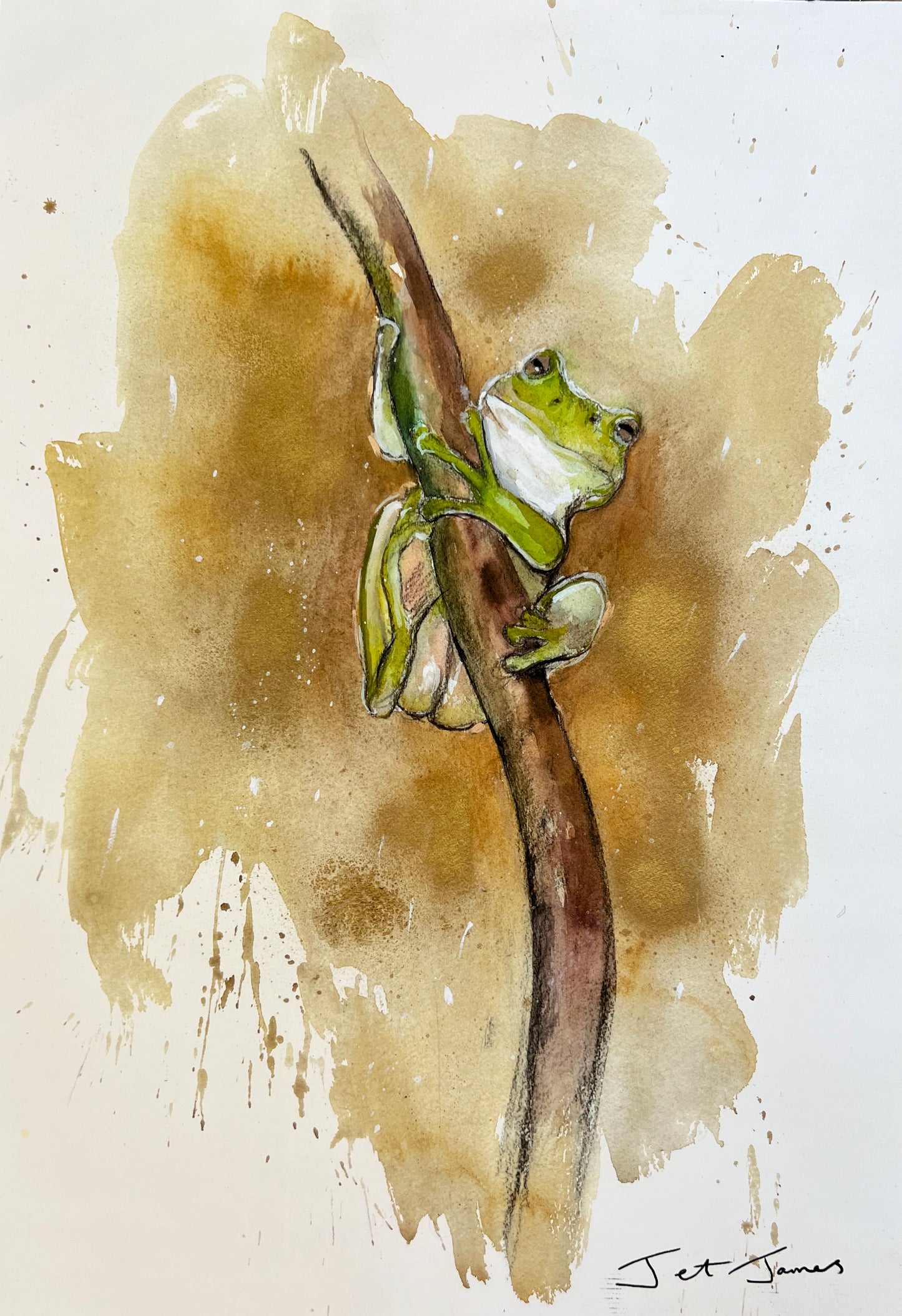 'Green Frog' Fine Art Print