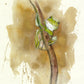 'Green Frog' Fine Art Print