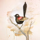 Red backed wren