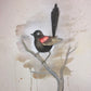 Red backed wren