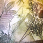 Rustic Dragonfly Fine Art Print