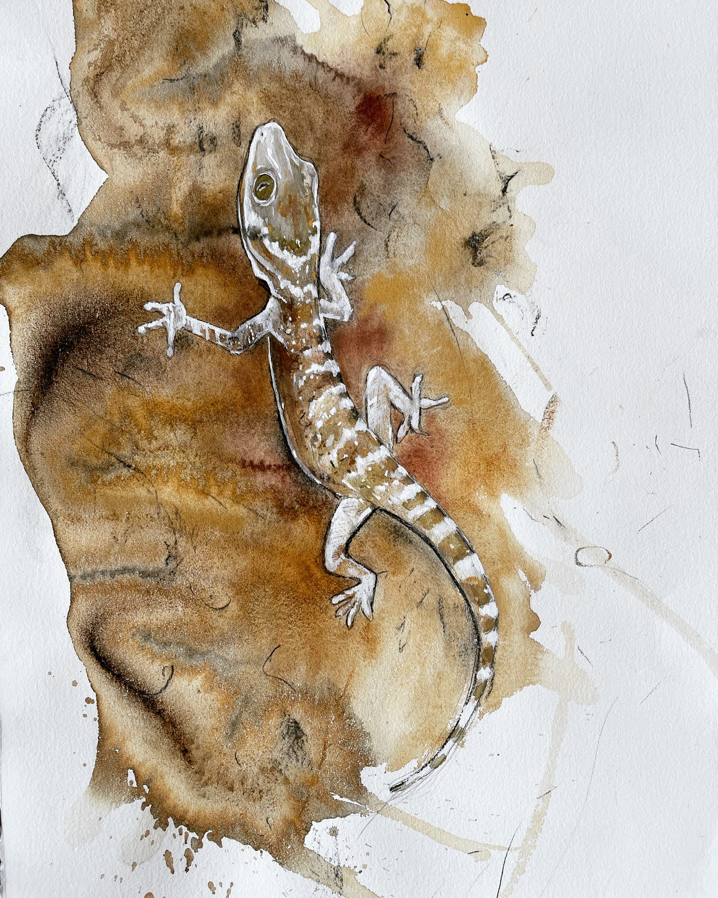 Gecko Fine Art Print