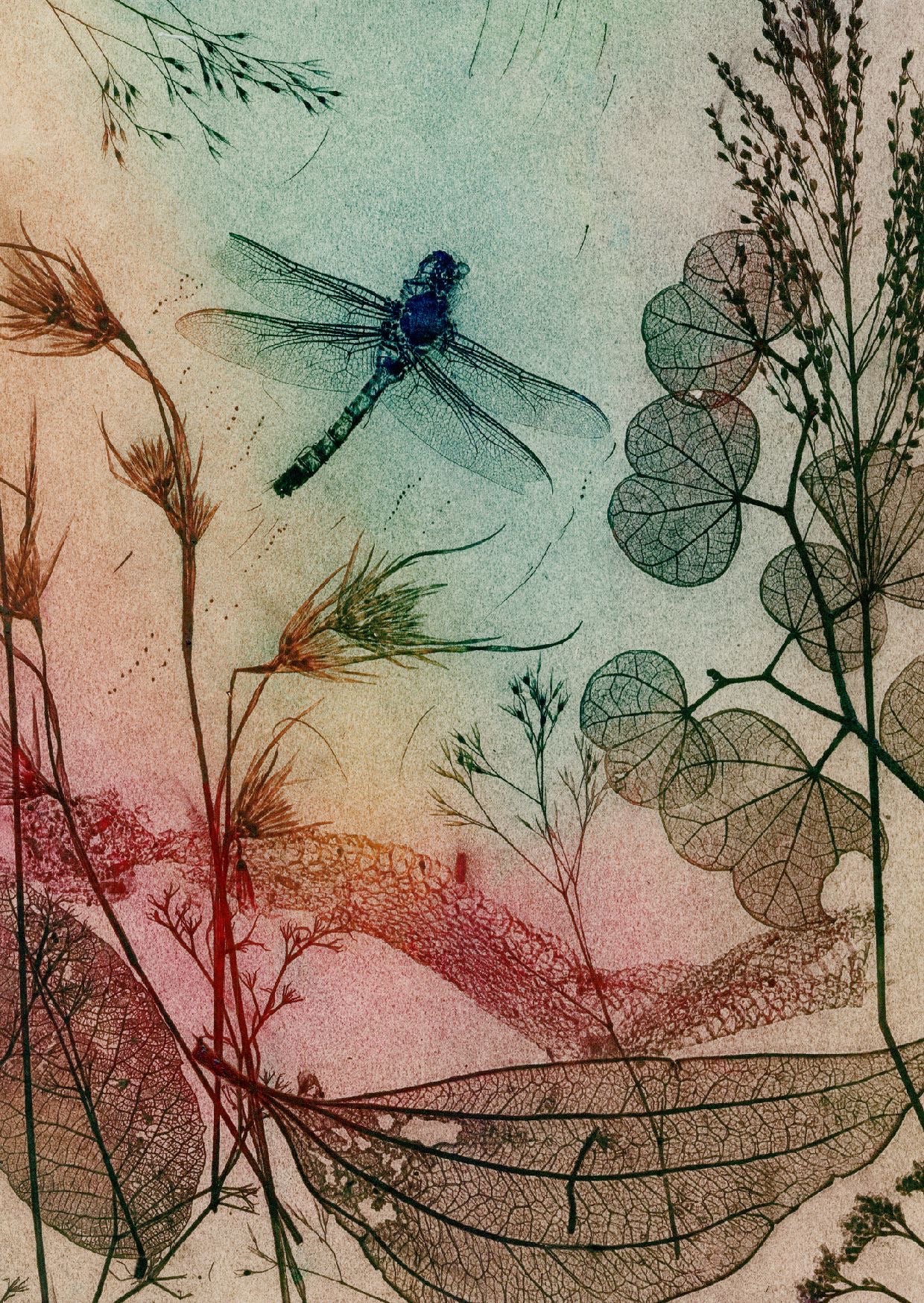 Warm Dragonfly Fine Art Print