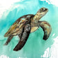 'Sea Turtle' Fine Art Print