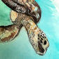 'Sea Turtle' Fine Art Print
